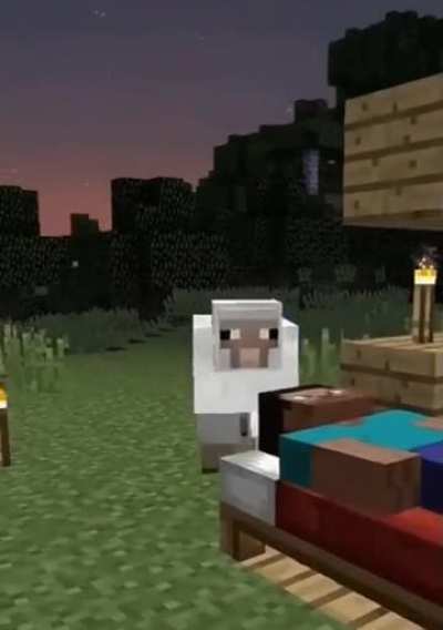 Sheep