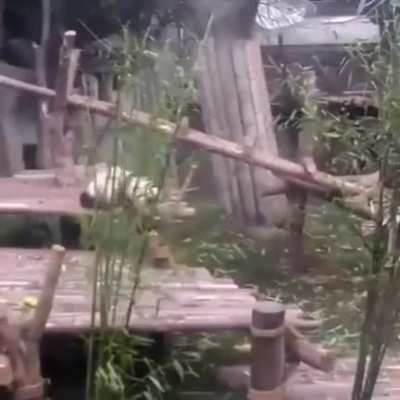 So adorable panda &eth;&yen;&deg;&eth;&yen;&deg;&eth;&yen;&deg;