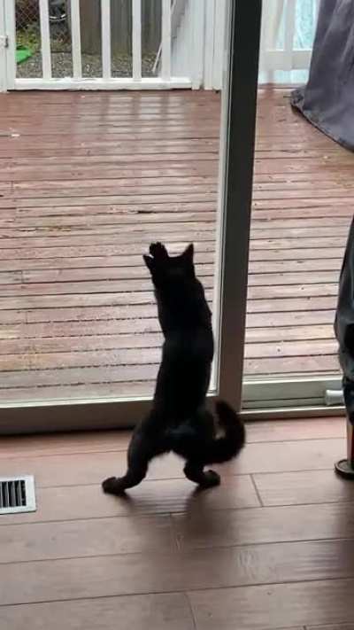 My kitten doesn&rsquo;t understand glass yet 😂
