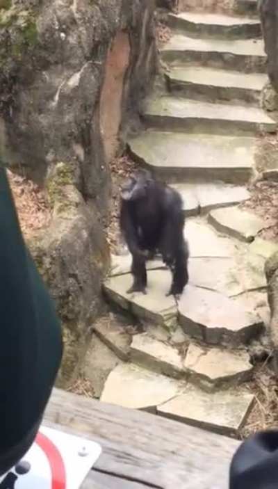 A Crazy Monkey!!!