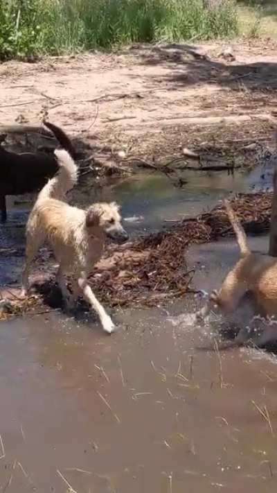 Water pups enjoying a lake day with the cutest "awoooo" at the end