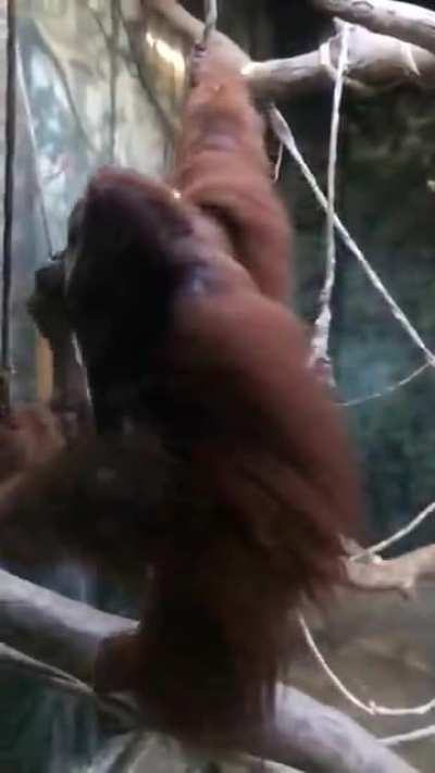 Dad orangutan