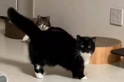 Loser cat edut