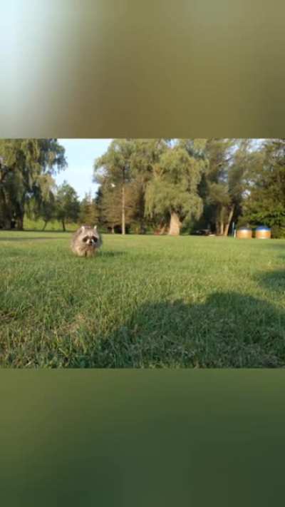 Live action "The Raccoons" intro? (Song: Run with Us by Lisa Lougheed). Hoping there are some 80's(Canadian) kids that get this.