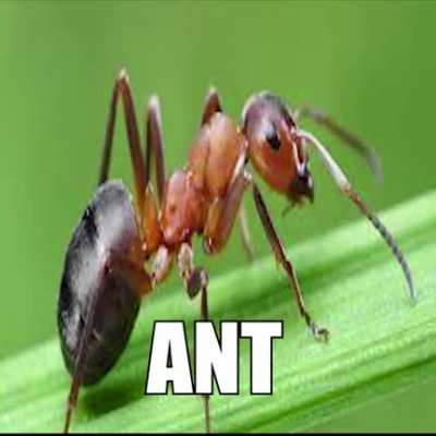 an t