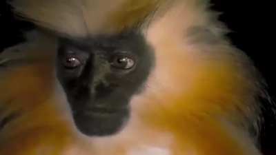 Gee&rsquo;s golden langur. Researchers have said that this monkey works hard to avoid human interactions, making them extremely difficult to observe in the wild