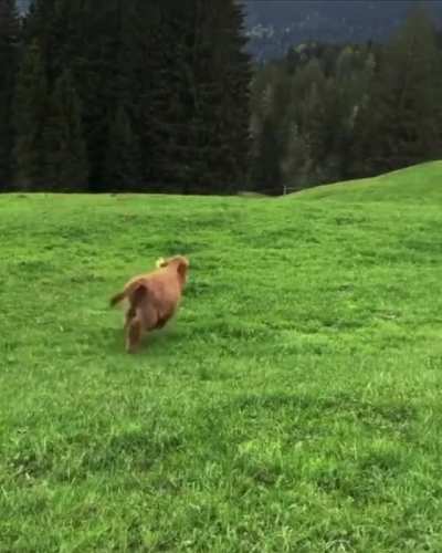 Little cow zoomies