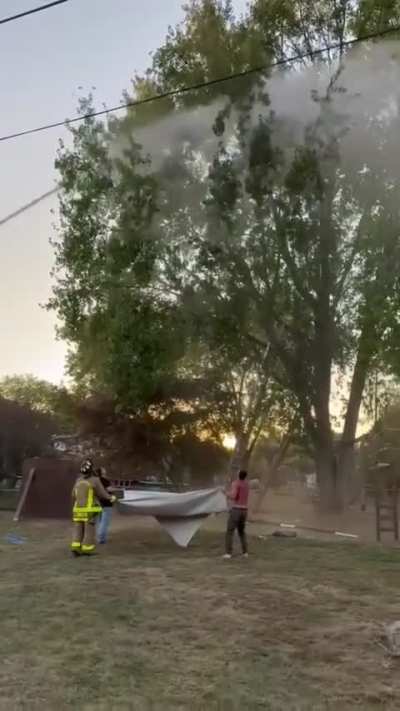 Cat Rescue