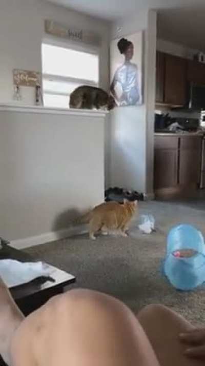 Just cat things....