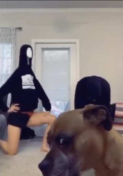 Confused dog