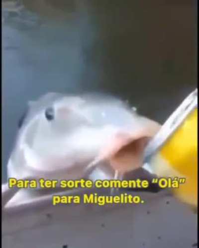 Ol&aacute; Miguelito