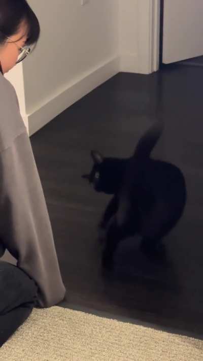 Anyone else&rsquo;s cat like to be spun?
