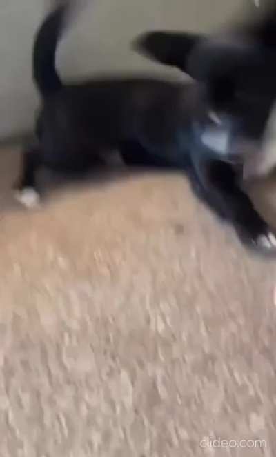 🐕 VS 🌭 (pt2)