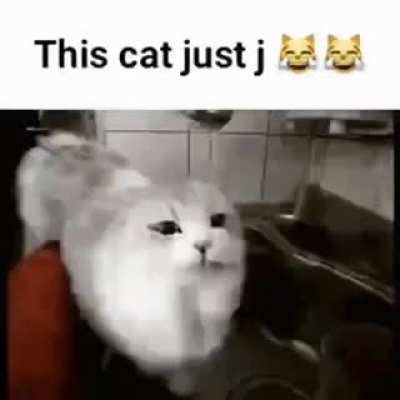 j cat