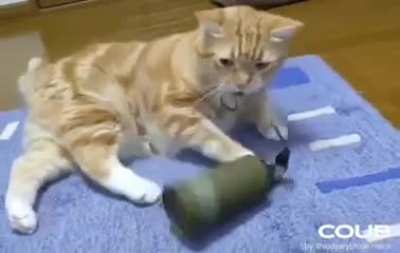 Cat explodes