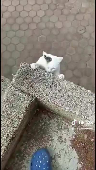 Vida longa ao rei🦁