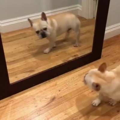 Just passing by..... wait what!!? doggo shookt!!