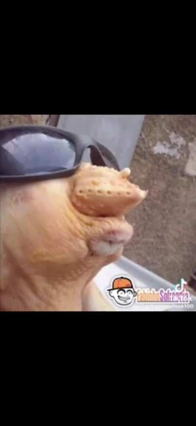 tão roubando na competição de assobio