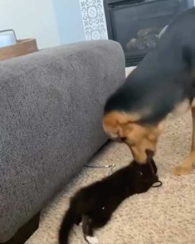 My dog loves finding strings for the kitten to play with. He&rsquo;s the sweetest boy!