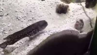 Neighborhood Goby Dispute