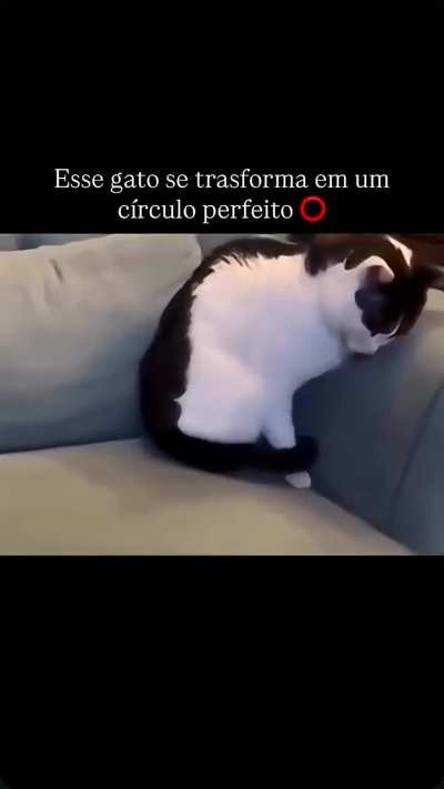 Esse gato se transforma em um c&iacute;rculo perfeito