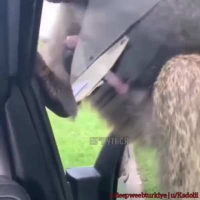 Maymunun siki bile &ouml;nceki attığım posttaki adamın sikinden b&uuml;y&uuml;k amk