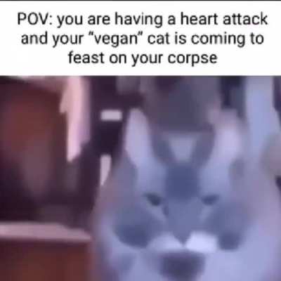 Vegan Cat