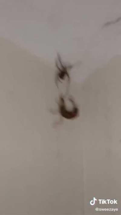 Cursed_Bugfight