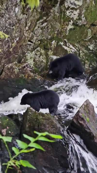 Mama Black Bear &amp;amp; Two Cubs on Waterfall