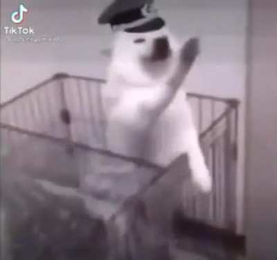 Cursed_dog