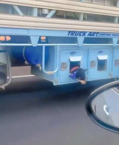 Australian doggos on the way to work.
