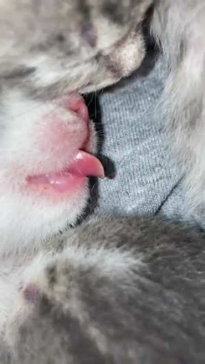 Awwww blep.