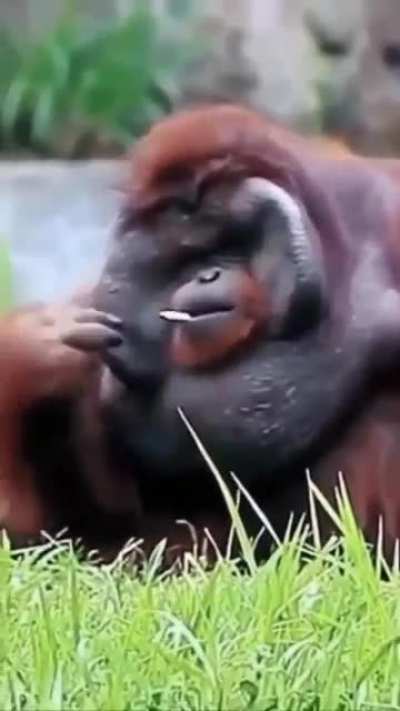 Thug life Monkey