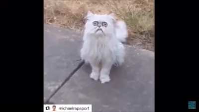 looks like grandma