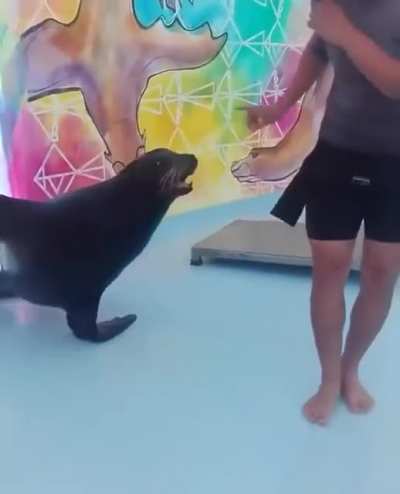 Depois de ver esse v&iacute;deo eu quero uma foca