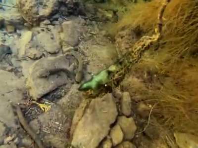 Hace dos semanas visitamos una reserva en la Sierra Gorda de Quer&eacute;taro y pudimos ver Axolotls en su h&aacute;bitat natural.