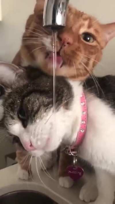 pretty cats