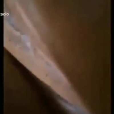 Scream cat