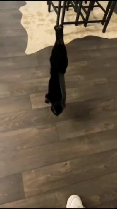 "Hello, human. This is how household felines stretch, correct? I am asking for a friend."