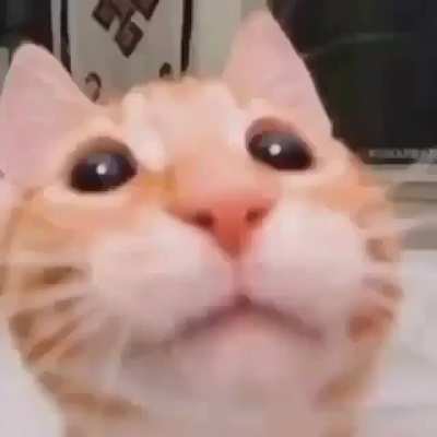 gat