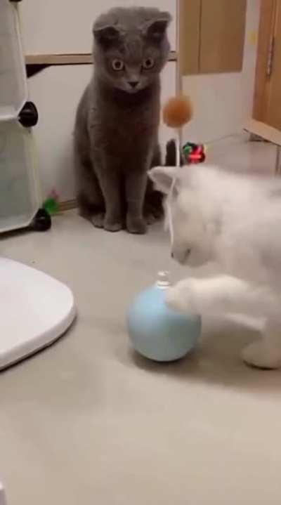 (☉_☉)