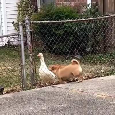 Guard duck 🦆