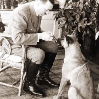 Dogs