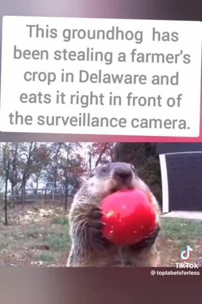 This groundhog has been stealing a farmer's crop in Delaware and eats it right in front of the surveillance camera.