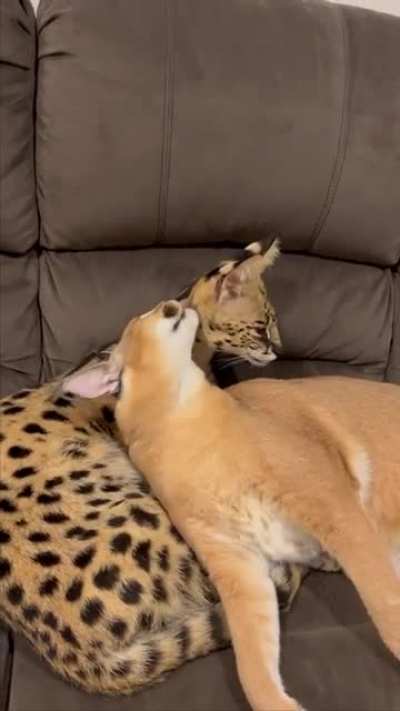 Котики
