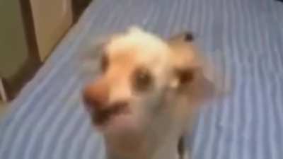 Nunca bote drogas na ra&ccedil;&atilde;o do seu cachorro