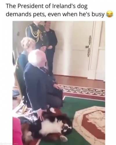 Love those dogs