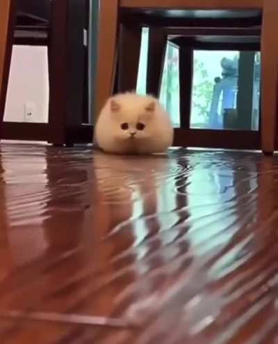 Big Chonker Coming Through