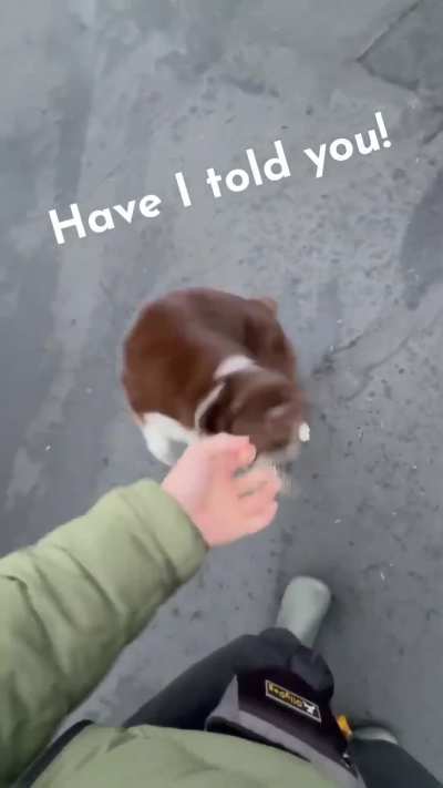 Dog walking it&rsquo;s owner 