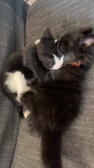 Turns out that the kitten I have been addressing as &ldquo;my fluffy little man&rdquo; ￼is a lady.